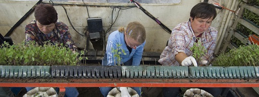 Drie mensen op een rij bezig met het stekken van planten